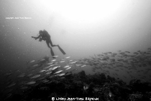 After many dives in Balaclava on the north eastern coast ... by Linley Jean-Yves Bignoux 